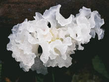 Load image into Gallery viewer, Tremella Snow Soap