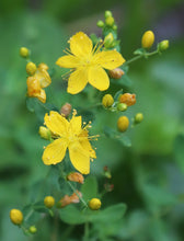 Load image into Gallery viewer, St. John&#39;s Wort Herbal Oil